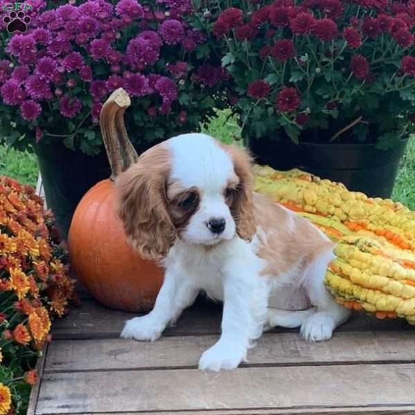 Molly, Cavalier King Charles Spaniel Puppy